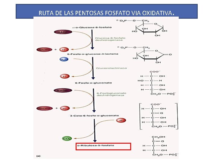 RUTA DE LAS PENTOSAS FOSFATO VIA OXIDATIVA . 