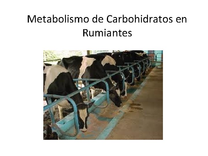 Metabolismo de Carbohidratos en Rumiantes 