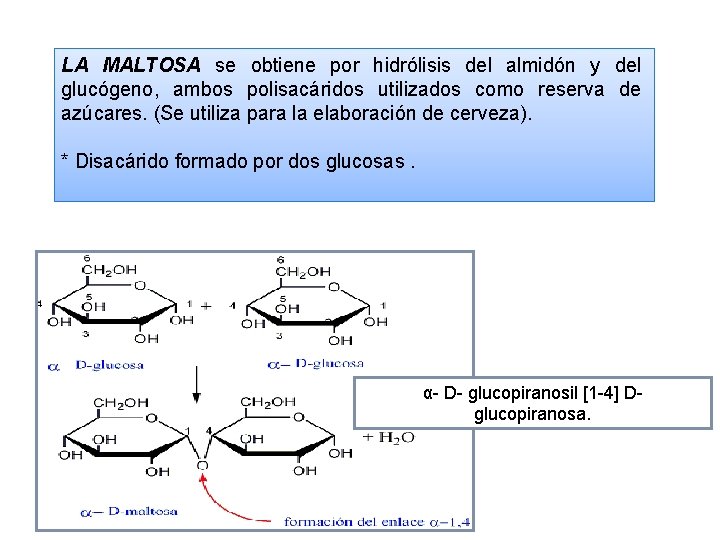 LA MALTOSA se obtiene por hidrólisis del almidón y del glucógeno, ambos polisacáridos utilizados