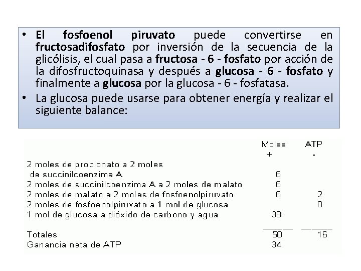  • El fosfoenol piruvato puede convertirse en fructosadifosfato por inversión de la secuencia