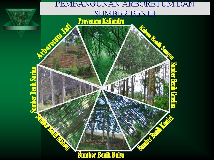 PEMBANGUNAN ARBORETUM DAN SUMBER BENIH 