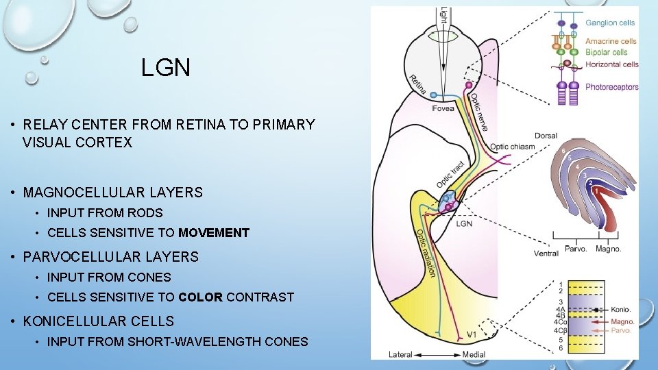 LGN • RELAY CENTER FROM RETINA TO PRIMARY VISUAL CORTEX • MAGNOCELLULAR LAYERS • LGN • RELAY CENTER FROM RETINA TO PRIMARY VISUAL CORTEX • MAGNOCELLULAR LAYERS •