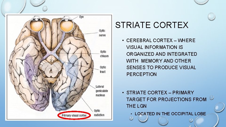 STRIATE CORTEX • CEREBRAL CORTEX – WHERE VISUAL INFORMATION IS ORGANIZED AND INTEGRATED WITH STRIATE CORTEX • CEREBRAL CORTEX – WHERE VISUAL INFORMATION IS ORGANIZED AND INTEGRATED WITH