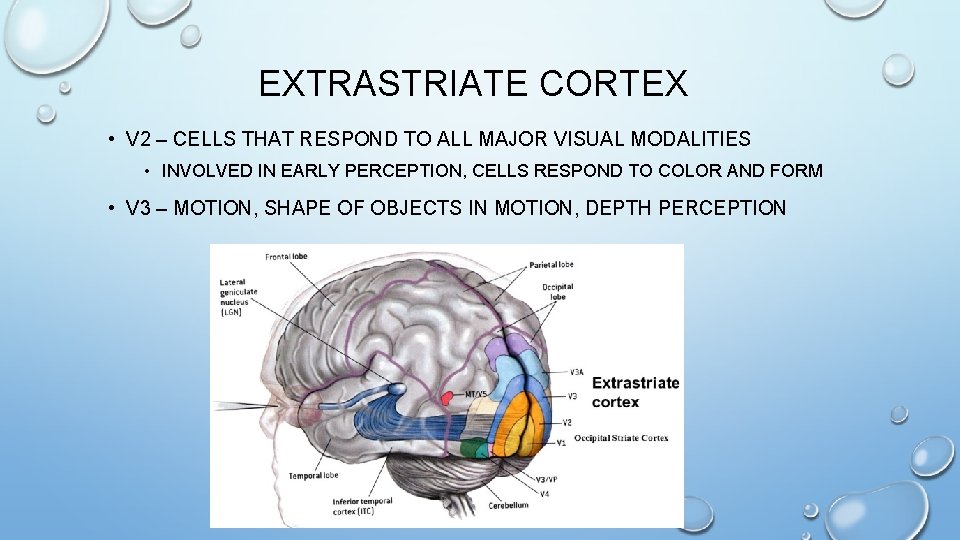 EXTRASTRIATE CORTEX • V 2 – CELLS THAT RESPOND TO ALL MAJOR VISUAL MODALITIES EXTRASTRIATE CORTEX • V 2 – CELLS THAT RESPOND TO ALL MAJOR VISUAL MODALITIES
