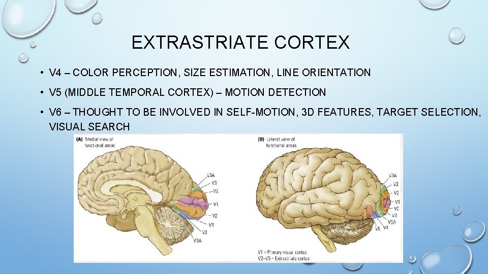 EXTRASTRIATE CORTEX • V 4 – COLOR PERCEPTION, SIZE ESTIMATION, LINE ORIENTATION • V EXTRASTRIATE CORTEX • V 4 – COLOR PERCEPTION, SIZE ESTIMATION, LINE ORIENTATION • V