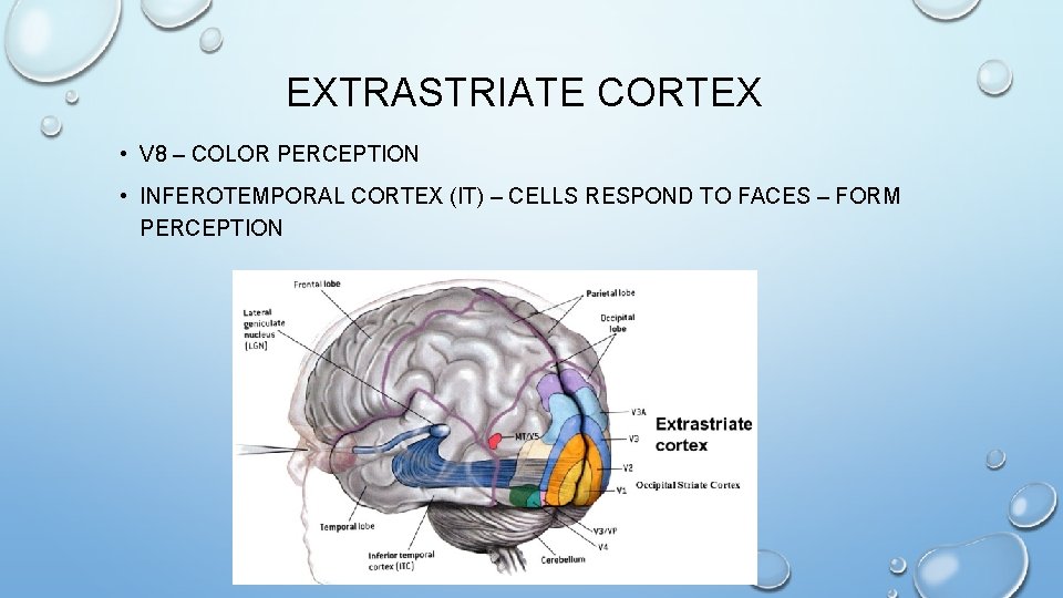 EXTRASTRIATE CORTEX • V 8 – COLOR PERCEPTION • INFEROTEMPORAL CORTEX (IT) – CELLS EXTRASTRIATE CORTEX • V 8 – COLOR PERCEPTION • INFEROTEMPORAL CORTEX (IT) – CELLS