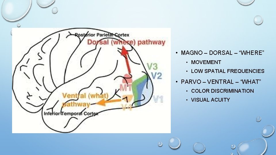 • MAGNO – DORSAL – “WHERE” • MOVEMENT • LOW SPATIAL FREQUENCIES • • MAGNO – DORSAL – “WHERE” • MOVEMENT • LOW SPATIAL FREQUENCIES •