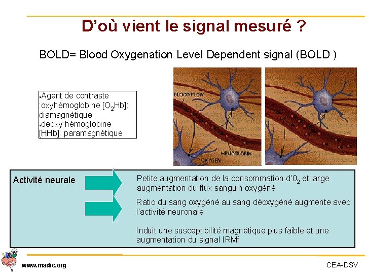 D’où vient le signal mesuré ? BOLD= Blood Oxygenation Level Dependent signal (BOLD )