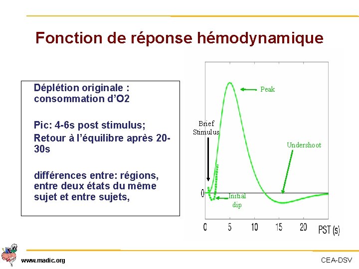 Fonction de réponse hémodynamique Déplétion originale : consommation d’O 2 Pic: 4 -6 s