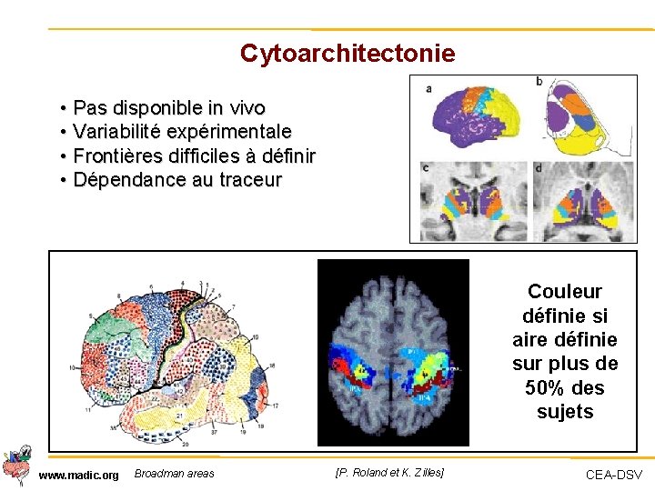 Cytoarchitectonie • Pas disponible in vivo • Variabilité expérimentale • Frontières difficiles à définir