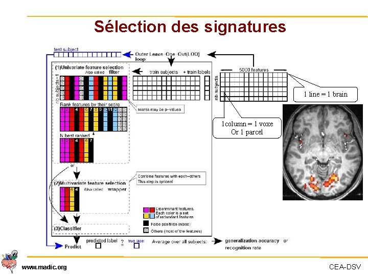 Sélection des signatures 1 line = 1 brain 1 column = 1 voxe Or