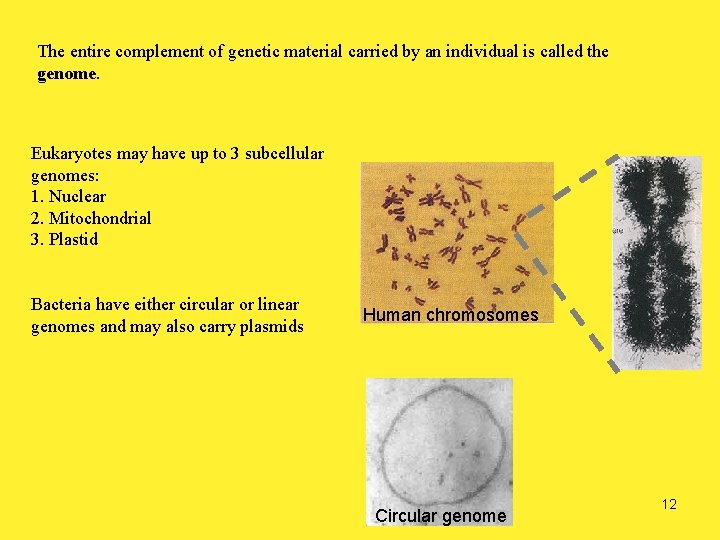 The entire complement of genetic material carried by an individual is called the genome.