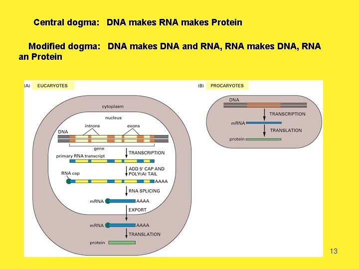 Central dogma: DNA makes RNA makes Protein Modified dogma: DNA makes DNA and RNA,