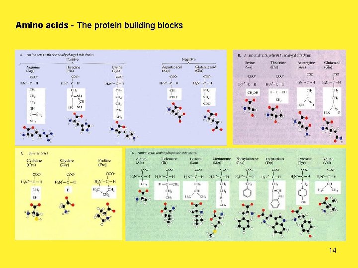 Amino acids - The protein building blocks 14 