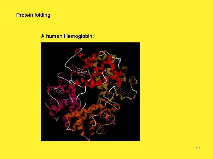 Protein folding A human Hemoglobin: 17 