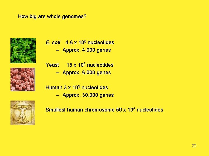 How big are whole genomes? E. coli 4. 6 x 106 nucleotides – Approx.