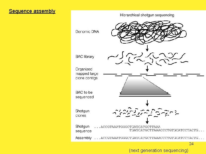 Sequence assembly 24 (next generation sequencing) 