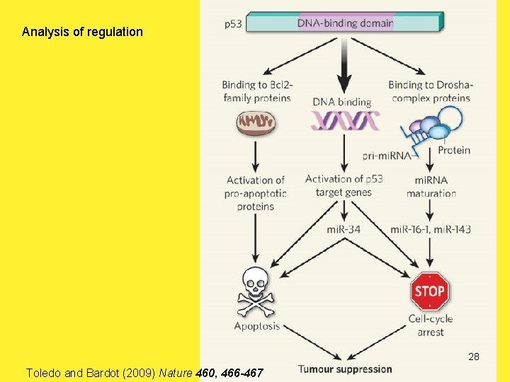 Analysis of regulation 28 Toledo and Bardot (2009) Nature 460, 466 -467 