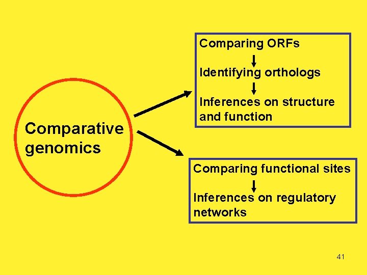 Comparing ORFs Identifying orthologs Comparative genomics Inferences on structure and function Comparing functional sites