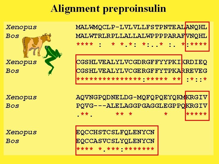 Alignment preproinsulin Xenopus Bos MALWMQCLP-LVLVLLFSTPNTEALANQHL MALWTRLRPLLALLALWPPPPARAFVNQHL **** : * *. *: *: . .