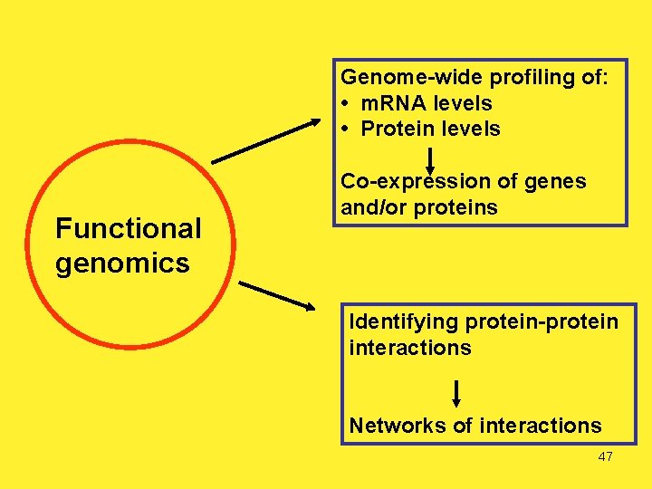 Genome-wide profiling of: • m. RNA levels • Protein levels Functional genomics Co-expression of