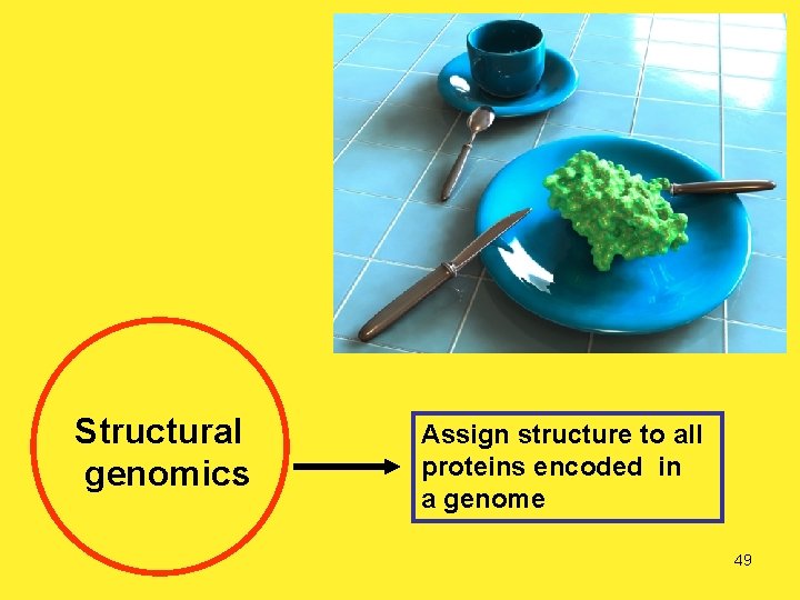 Structural genomics Assign structure to all proteins encoded in a genome 49 