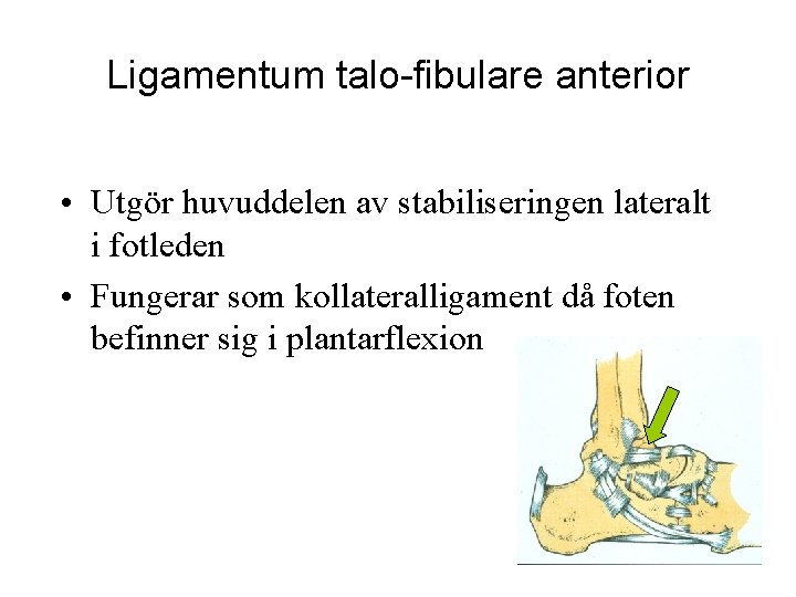 Ligamentum talo-fibulare anterior • Utgör huvuddelen av stabiliseringen lateralt i fotleden • Fungerar som
