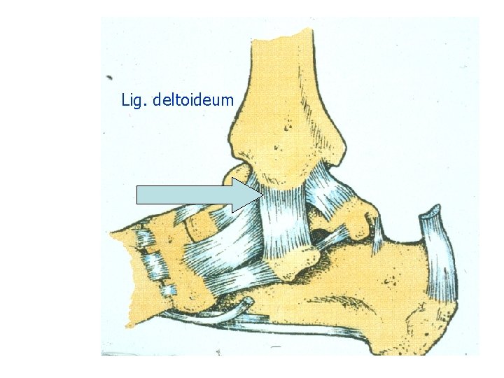 Lig. deltoideum 