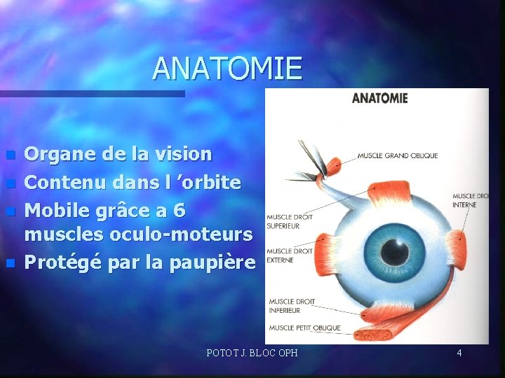 ANATOMIE n n Organe de la vision Contenu dans l ’orbite Mobile grâce a