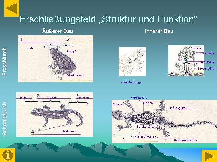 Erschließungsfeld „Struktur und Funktion“ Äußerer Bau Innerer Bau Froschlurch Kopf Schädel Rumpf Schultergürtel Wirbelsäule