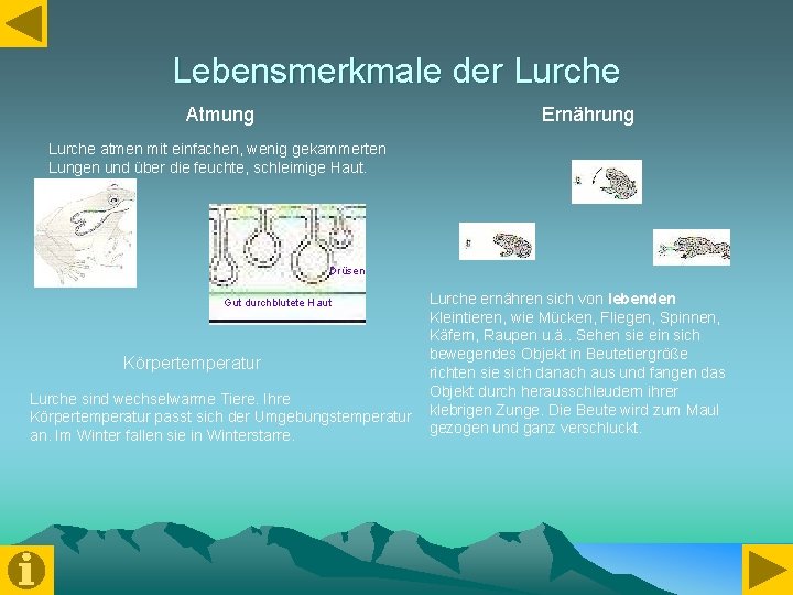 Lebensmerkmale der Lurche Atmung Ernährung Lurche atmen mit einfachen, wenig gekammerten Lungen und über