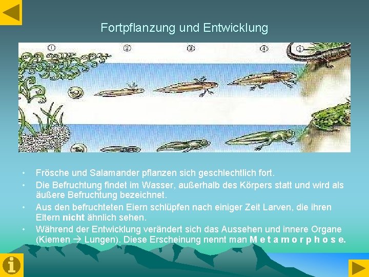 Fortpflanzung und Entwicklung • • Frösche und Salamander pflanzen sich geschlechtlich fort. Die Befruchtung