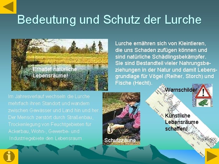 Bedeutung und Schutz der Lurche Erhaltet natürliche Lebensräume! Lurche ernähren sich von Kleintieren, die