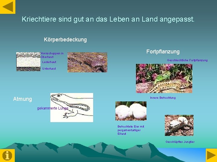 Kriechtiere sind gut an das Leben an Land angepasst. Körperbedeckung Fortpflanzung Hornschuppen in Oberhaut