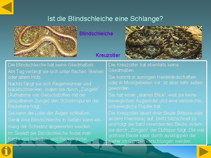 Ist die Blindschleiche eine Schlange? Blindschleiche Kreuzotter Die Blindschleiche hat keine Gliedmaßen. Am Tag