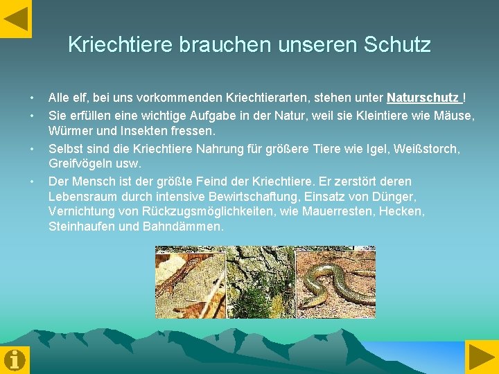 Kriechtiere brauchen unseren Schutz • • Alle elf, bei uns vorkommenden Kriechtierarten, stehen unter