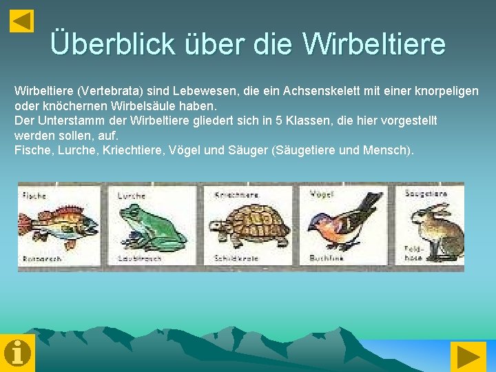 Überblick über die Wirbeltiere (Vertebrata) sind Lebewesen, die ein Achsenskelett mit einer knorpeligen oder