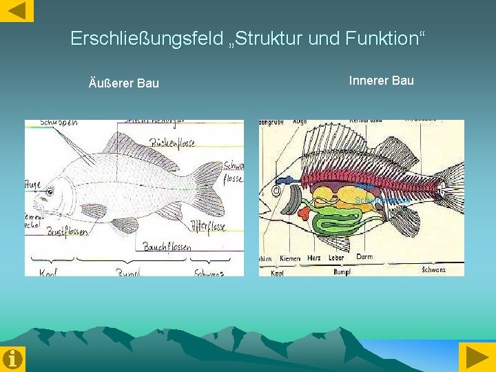 Erschließungsfeld „Struktur und Funktion“ Äußerer Bau Innerer Bau Niere Schwimmblase 