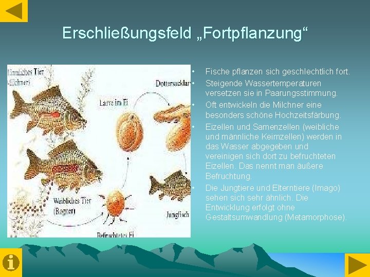 Erschließungsfeld „Fortpflanzung“ • • • Fische pflanzen sich geschlechtlich fort. Steigende Wassertemperaturen versetzen sie