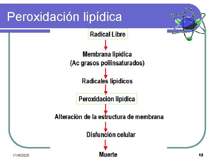 Peroxidación lipídica 11/4/2020 12 