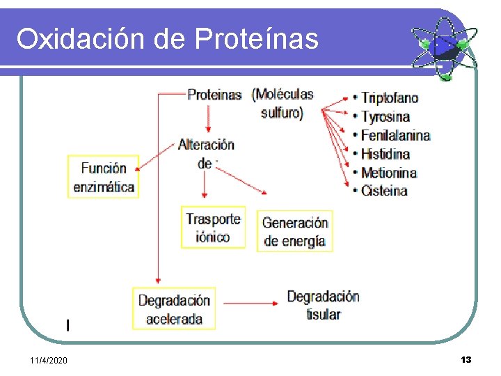 Oxidación de Proteínas 11/4/2020 13 