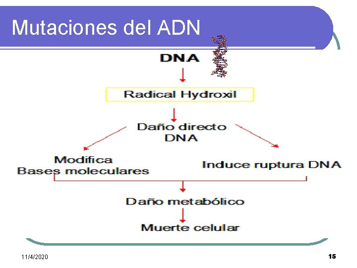 Mutaciones del ADN 11/4/2020 15 