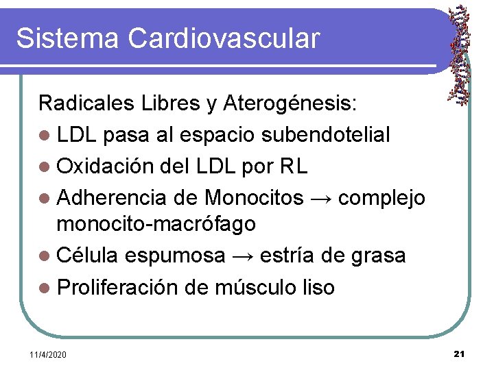 Sistema Cardiovascular Radicales Libres y Aterogénesis: l LDL pasa al espacio subendotelial l Oxidación