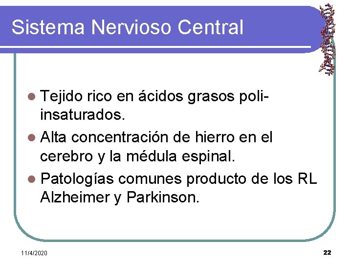 Sistema Nervioso Central l Tejido rico en ácidos grasos poliinsaturados. l Alta concentración de