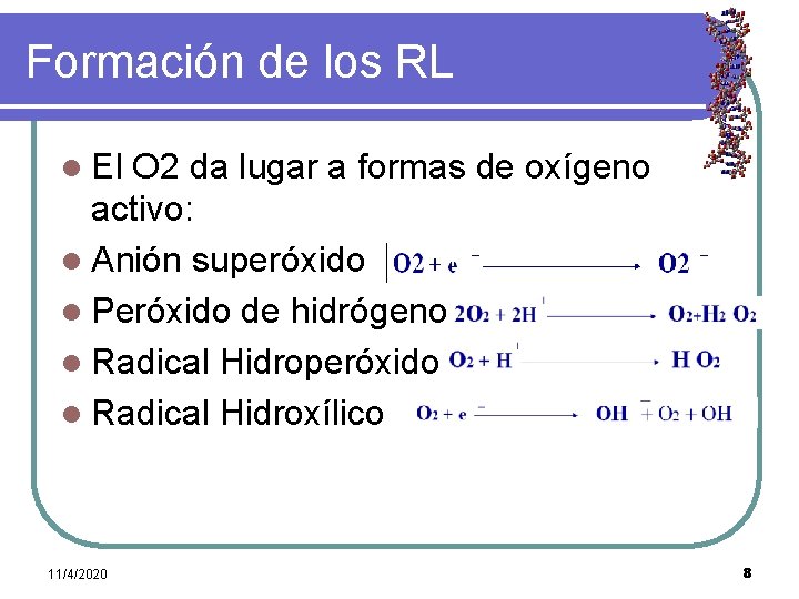 Formación de los RL l El O 2 da lugar a formas de oxígeno