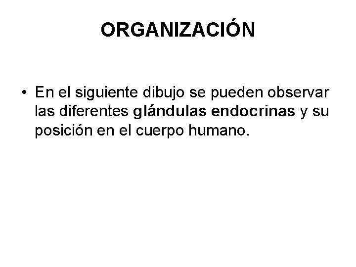ORGANIZACIÓN • En el siguiente dibujo se pueden observar las diferentes glándulas endocrinas y