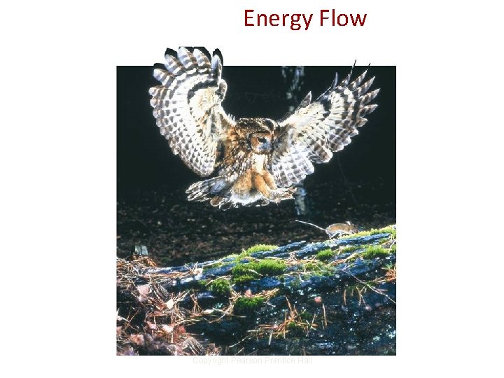 Energy Flow Copyright Pearson Prentice Hall Energy Flow Copyright Pearson Prentice Hall