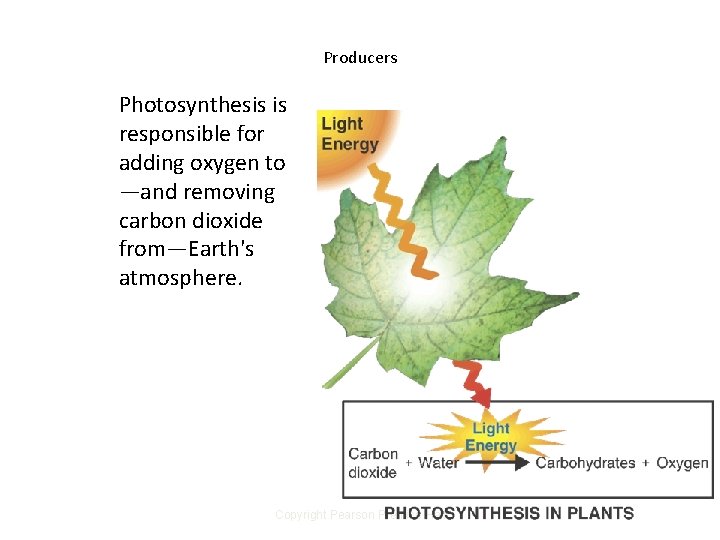 Producers Photosynthesis is responsible for adding oxygen to —and removing carbon dioxide from—Earth's atmosphere.