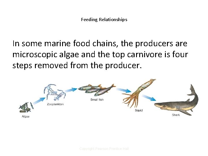 Feeding Relationships In some marine food chains, the producers are microscopic algae and the
