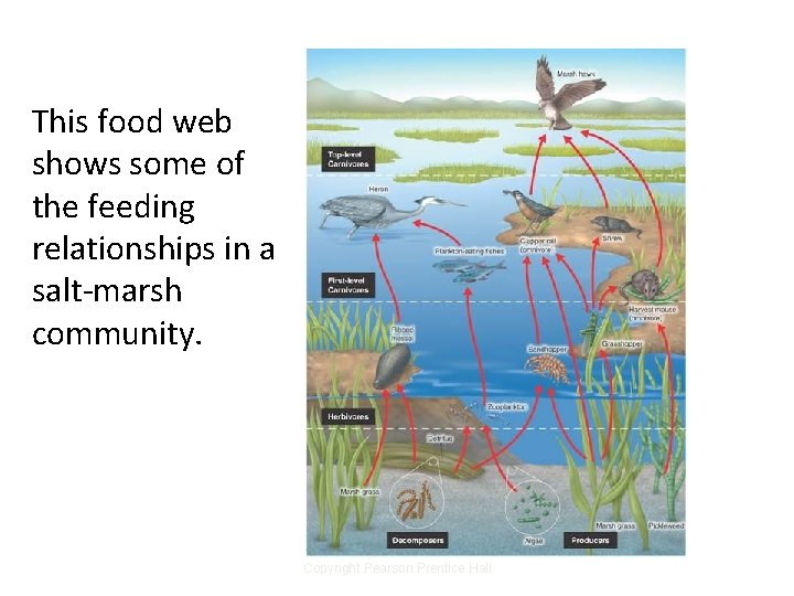 Feeding Relationships This food web shows some of the feeding relationships in a salt-marsh Feeding Relationships This food web shows some of the feeding relationships in a salt-marsh